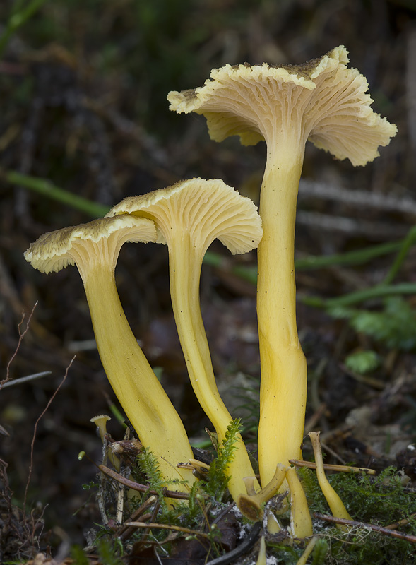 Cantharellus tubaeformis